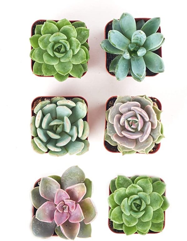 Radiant Rosette Live Plants, Hand Selected Variety Pack of Mini Succulents | Collection of 6