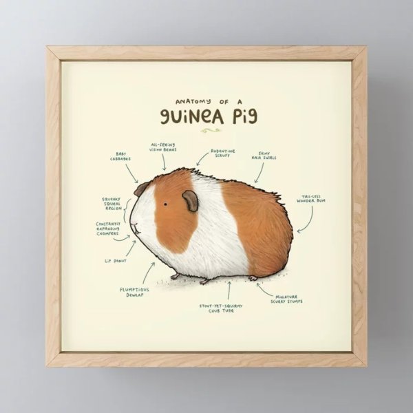 Anatomy of a Guinea Pig Framed Mini Art Print by sophiecorrigan