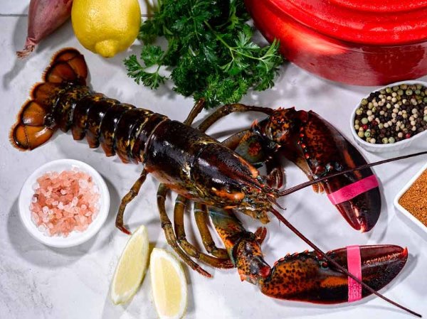 Live Cold Water Wild Lobster