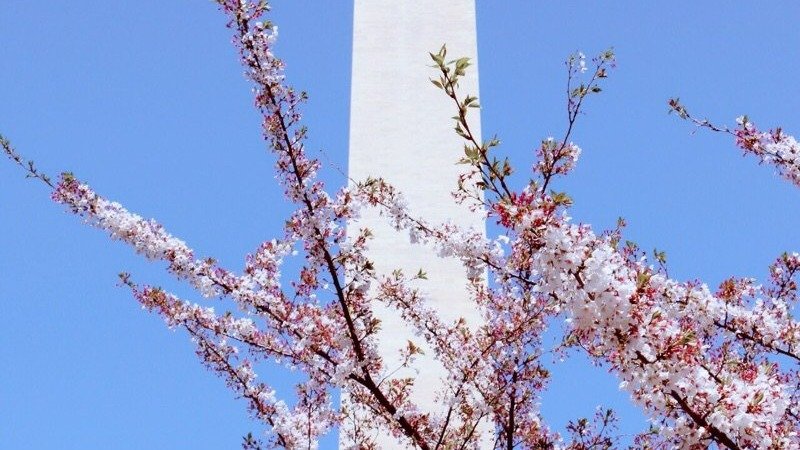 明年春天，我带上你，你带上相机，一起去华盛顿看樱花可好？附草间弥生观后感