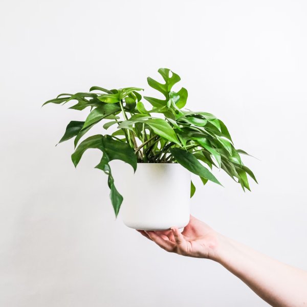 Easy Care Indoor Plants Recommendation