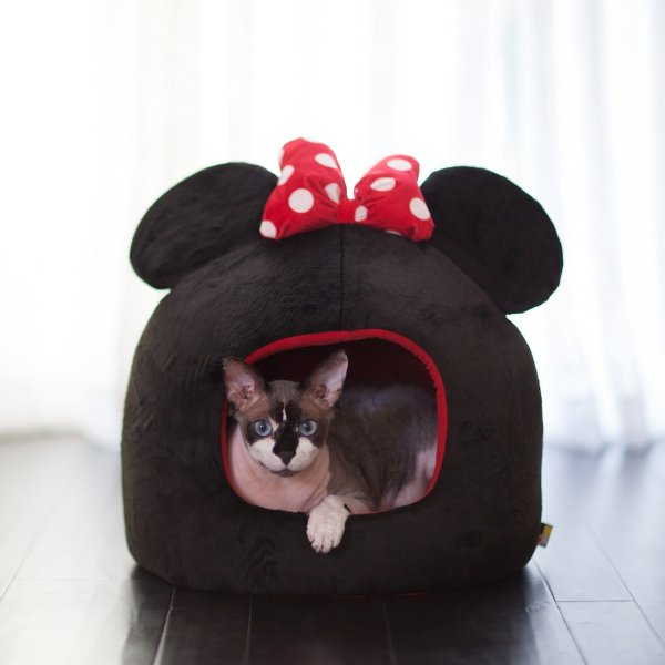 Minnie Mouse Covered Cat & Dog Bed - Chewy.com