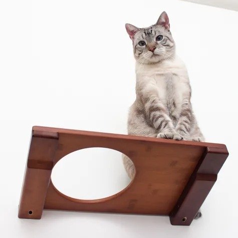 The Cat Mod 18" Escape Hatch Shelf for Cats in English Chestnut, 18 IN W X 3 IN H | Petco