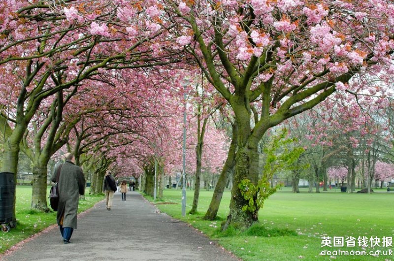cherry-blossom-in-the-meadows-edinburgh