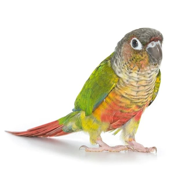 Conures for Sale | Green Cheek Conure Birds for Sale | Petco