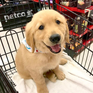 Petco First Repeat Delivery Order