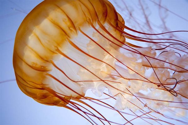 shedd-gallery-jellyfish.jpg