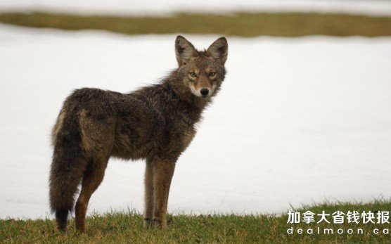 256Coyote-sc-556x347.jpg