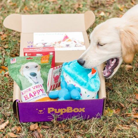 Birthday Girl Puppy & Dog Subscription Boxes | PupBox at Petco