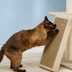 Petco Selected Cat Scratching Posts on Sale