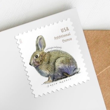 兔子邮票20张