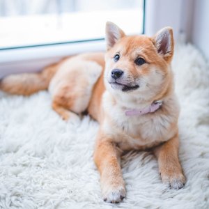 Petco Selected Dog Beds on Sale
