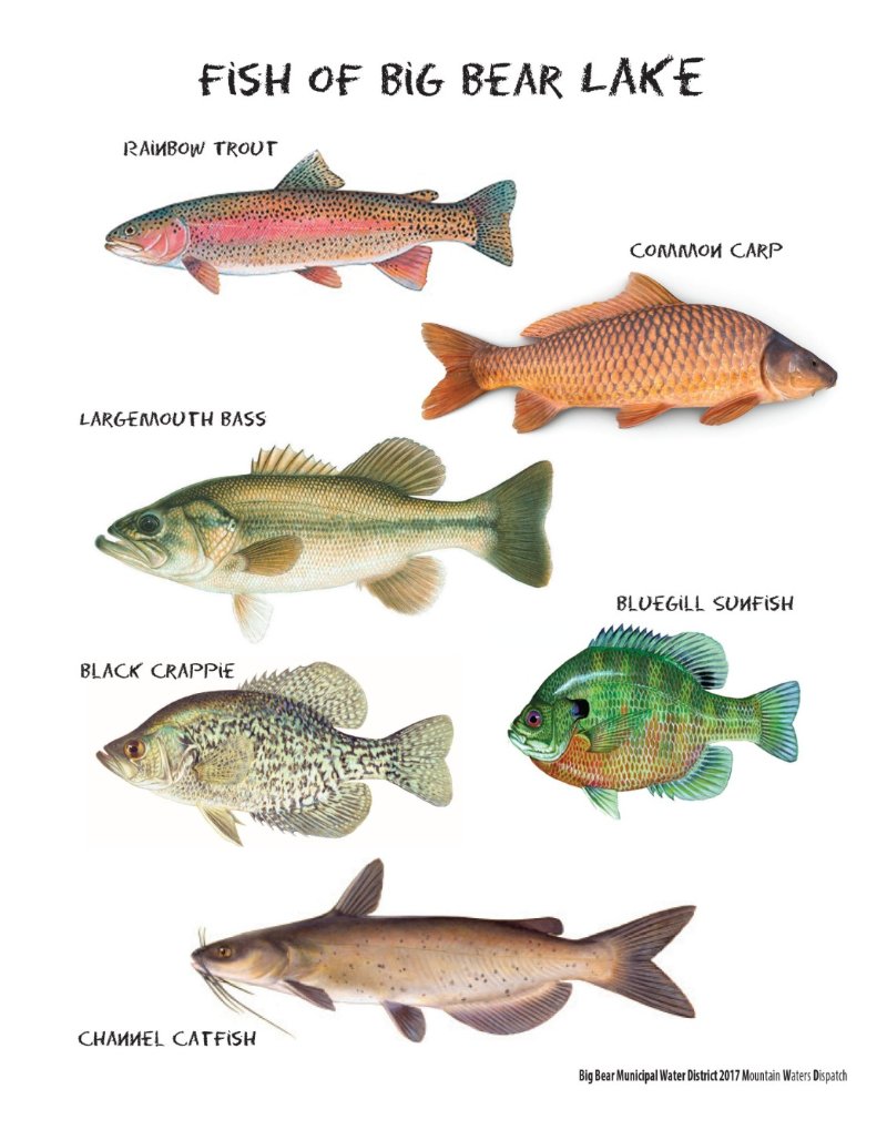 Big-Bear-Lake-Fish-Types_BIG