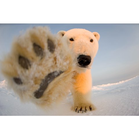 WWF 收养北极熊宝宝 获赠毛绒玩偶