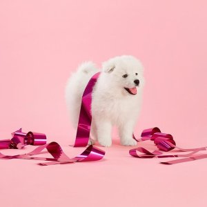 Year of the Dog Collections @ kate spade