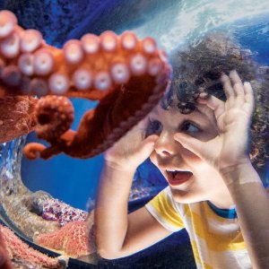 SeaWorld Fun family activities and entertainment to enjoy at home