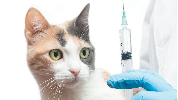 【养猫指南】超详细猫咪疫苗介绍与接种流程手册——附常见问题解答