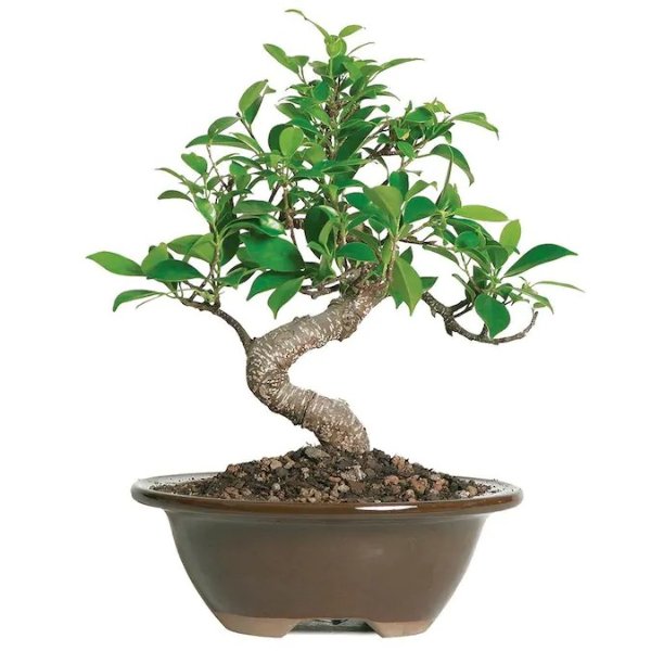 Brussel's Bonsai 6-in Golden Gate Ficus in Clay Planter (Ct2005ggf) Lowes.com