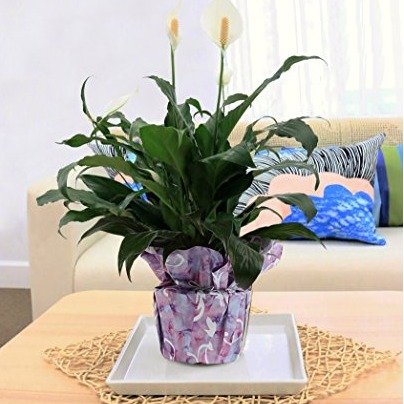 Costa Farms, Premium Live Indoor Peace Lily, Spathiphyllum, Tabletop Plant, Gift-Wrapped Decorator Pot, Shipped Fresh From Our Farm, Excellent Gift