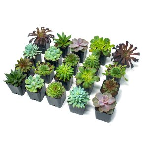 Succulent Plants (20 Pack)