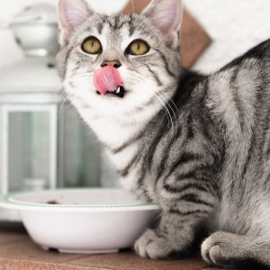 Hill's Science Diet cat food