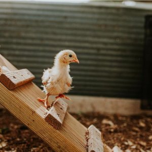 Petco Chicken Coops on Sale
