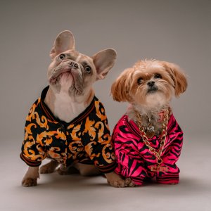 Chewy select pet Spring & Summer Apparel on sale