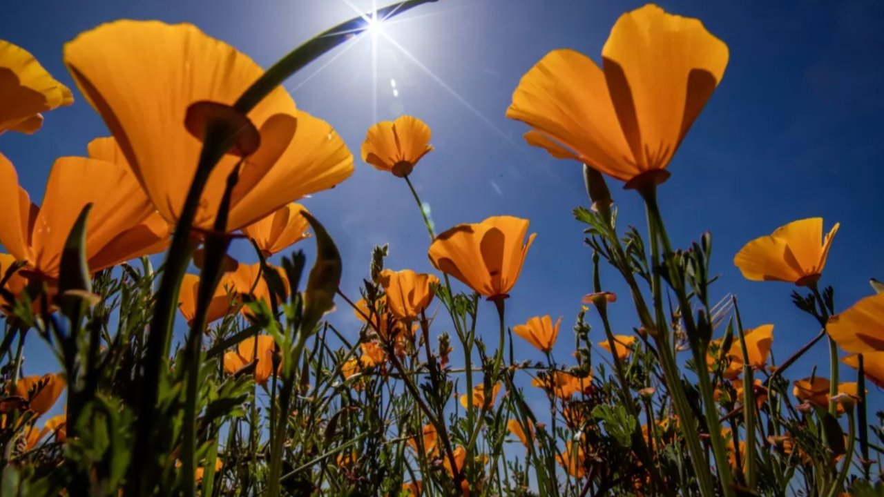 今年，加州野花“超级绽放”有望大爆发！