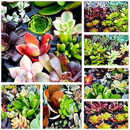Assorted Collection of Live Succulent Cuttings