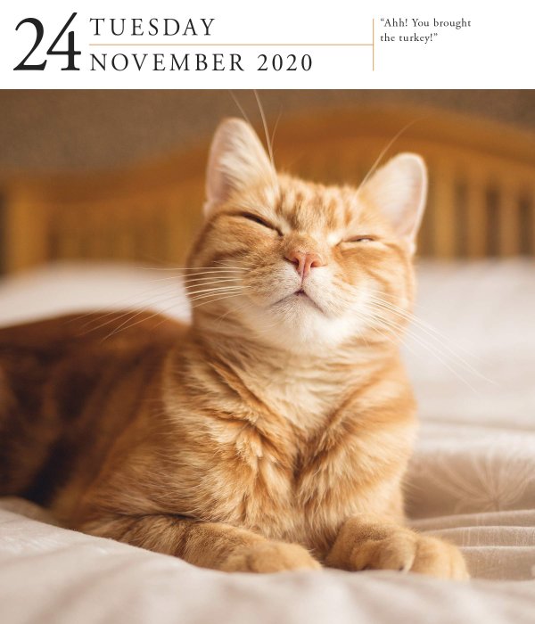2020 Cat Page-A-Day Gallery Calendar