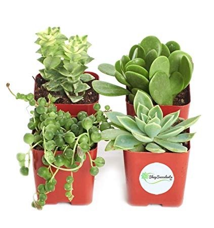 Green Collection of Live Succulent Plants