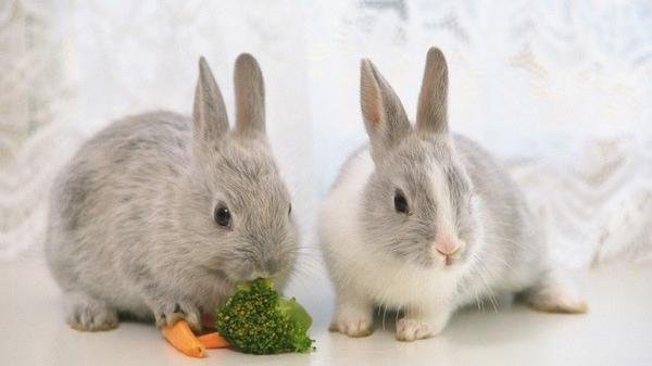 关于养兔兔的知识点