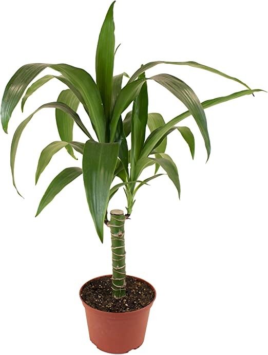 Succulents | Standing Collection | Hand Selected, Air Purifying Live Dracaena Janet Craig Cane Indoor House Plant in 6" Grow Pot, Single,