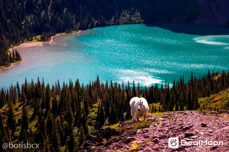 mountain_goat_2 2.jpg