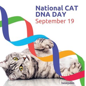 Ending Soon: Basepaws Cat DNA Test Kit on Sale