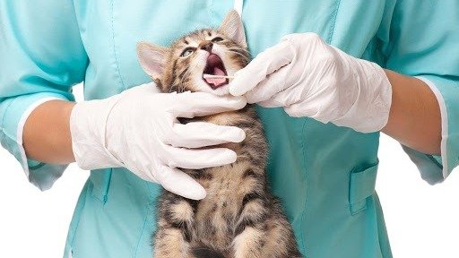 家里毛孩子生病了怎么办?| 法国宠物就诊指南、新手铲屎官须知、费用介绍等