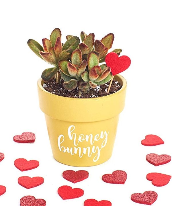 Shop Succulents "Honey Bunny" Valentine's Day Terracotta Succulent Planter Centerpiece - Gift for Her - Arrives Planted - Low Maintenance - Yellow 4"