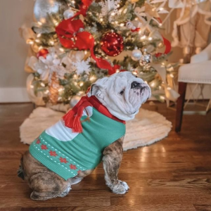 Merry & Bright Pet Products on Sale