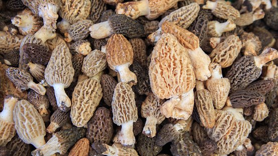 羊肚菌(morel)季節到了,你有看到過嗎?