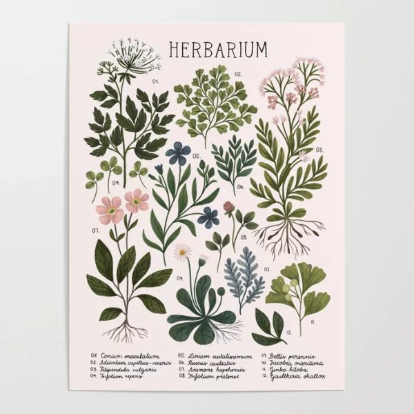 Herbarium ~ vintage inspired botanical art print ~ white Poster by izptica
