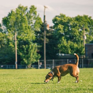Schuylkill River Dog Run - 费城 - Philadelphia