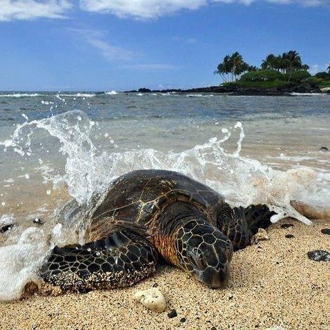 科纳海岸游览：夏威夷海龟
