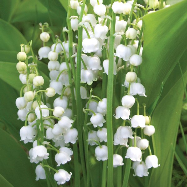 Lily of the Valley Set of 10 Roots White