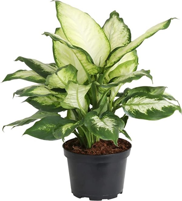 Costa Farms Dieffenbachia, Live Indoor Plant Ships in Grower Pot, 12-14 Inches Tall, Fresh from Our Farm, Excellent Gift