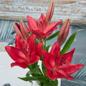 Fresh-Cut Lilies Flower Bunch, 3 Stems, Colors Vary