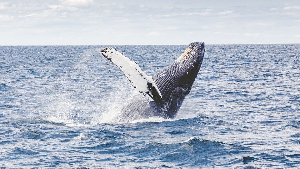 我们出海看鲸鱼吧！去看水族馆里很难看到的鲸鱼🐳！
