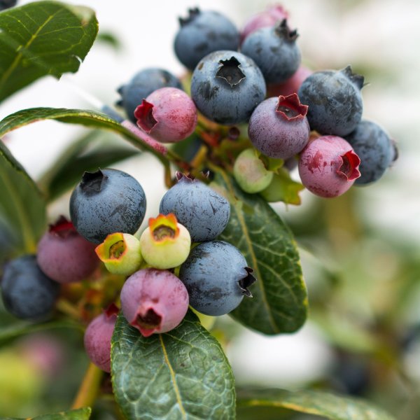 3.5 In. Bushel and Berry 'Perpetua' Blueberry Plant