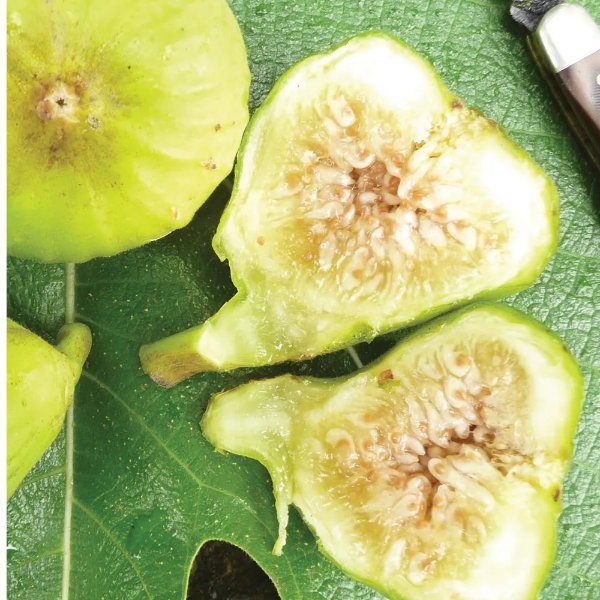 Fig, Lattarula Italian Honey