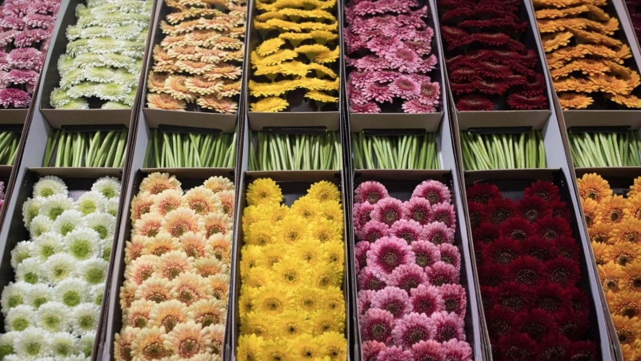伦敦鲜花市集盘点 | £5满满一捧花朵的快乐