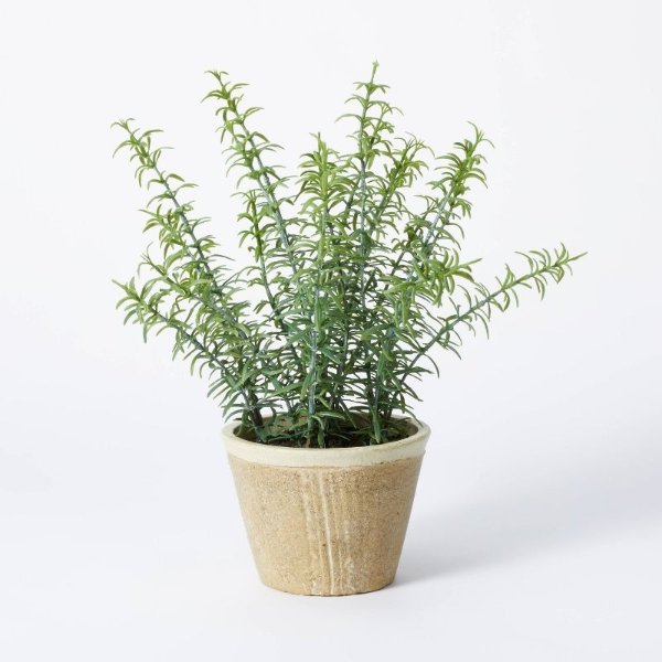 Potted Rosemary 